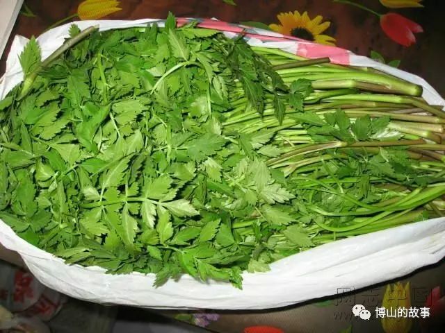 功效:有清热,凉血解毒之功;用于治疗痢疾,黄疸,血淋,痔瘘,疔肿,蛇咬等