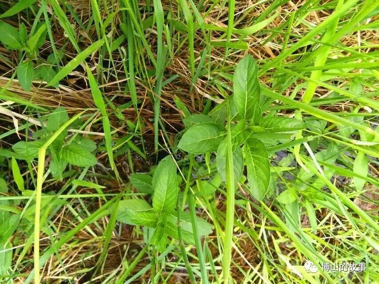 大自然的馈赠春天的美味野菜