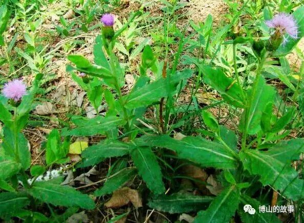 车前草.别名:五根草,车轮菜等