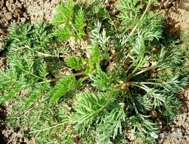 全草可入药,用于治疗温经,去湿,散寒,止血,消炎,平喘,止咳,安胎,抗