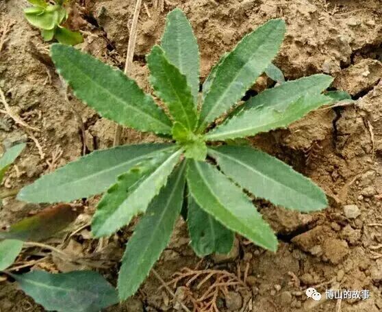 车前草.别名:五根草,车轮菜等