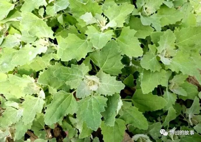 廣西板藍根沖劑聯盟,大自然的饋贈 春天的美味----野菜.