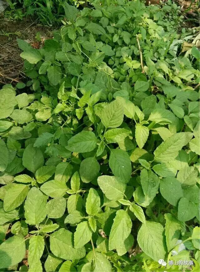 车前草.别名:五根草,车轮菜等