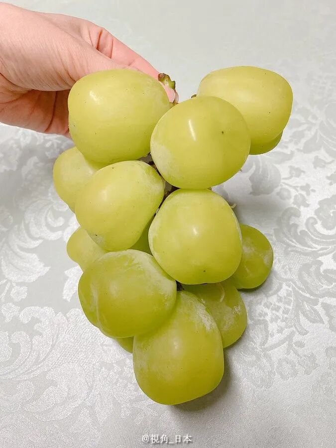 今日趣闻鸡蛋大的葡萄新品种 喂狗子吃药的方法等 视角日本 微信公众号文章阅读 Wemp