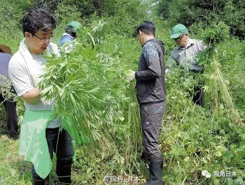 北海道野生大麻泛滥政府苦于应对 视角日本 微信公众号文章