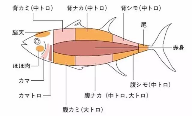 金枪鱼身体部位名称图图片