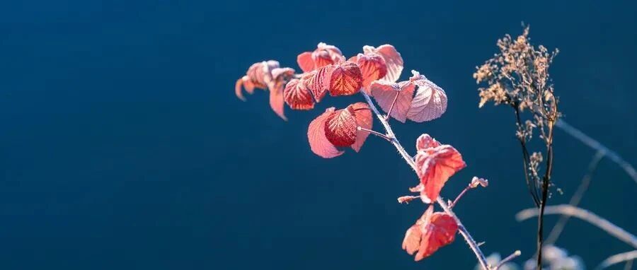 56岁男性出现亚急性脑病和癫痫发作，该如何诊治？丨临床推理