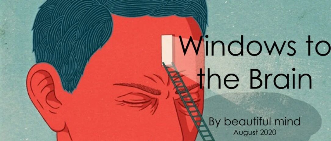 Windows to the Brain，寻找「大脑之窗」的奇幻之旅丨NCN2020