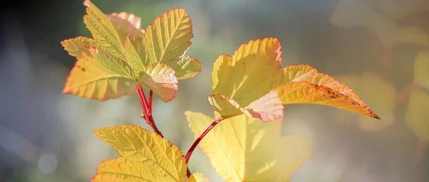 2020 加拿大卒中最佳实践建议发布：自发性颅内出血管理要点一览！