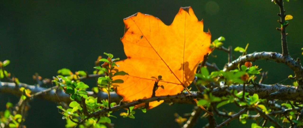 脑卒中的病因及临床特点，一文总结丨临床必备
