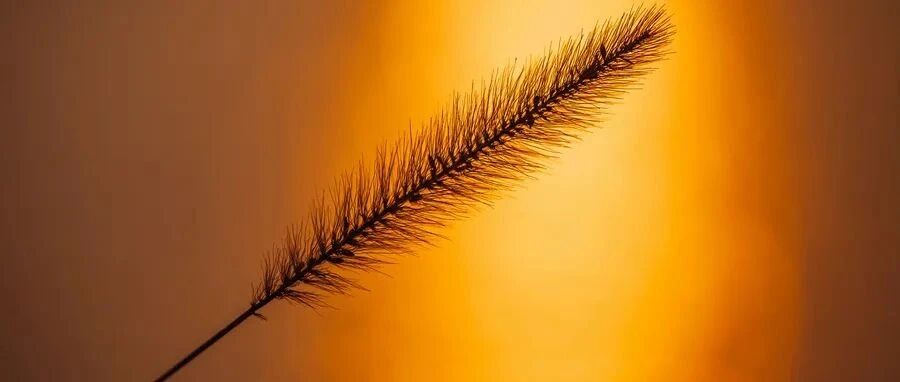 小心误诊，这可不是单纯的脑萎缩！