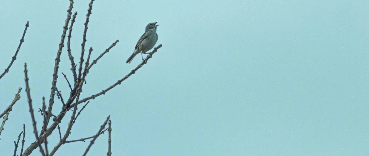 5张表格，悉数那些卒中后的运动障碍丨临床必备