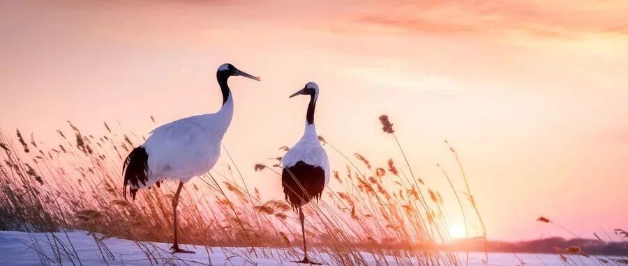 特发性震颤的诊断标准和鉴别诊断，这些内容要清楚丨指南共识