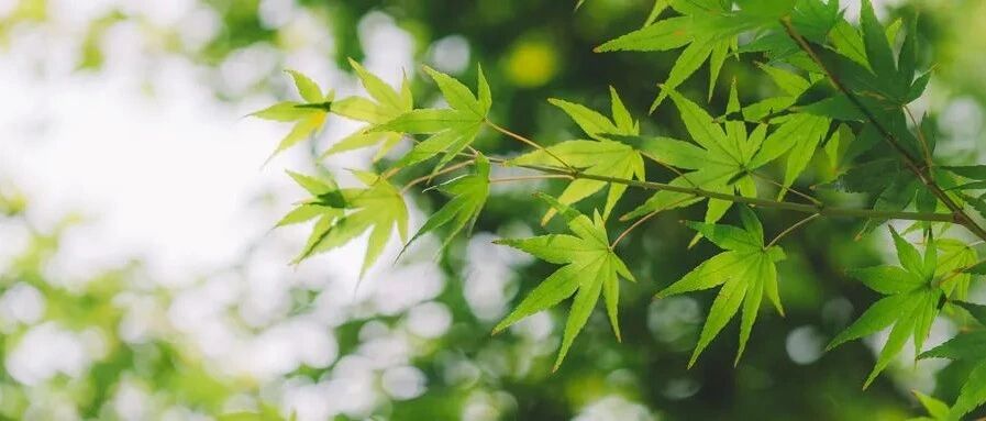 视力、听力丧失？也许是Susac综合征所致