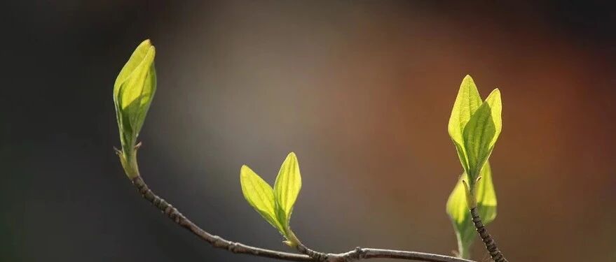 缺血性脑卒中超急性期的影像学特点，一文读懂