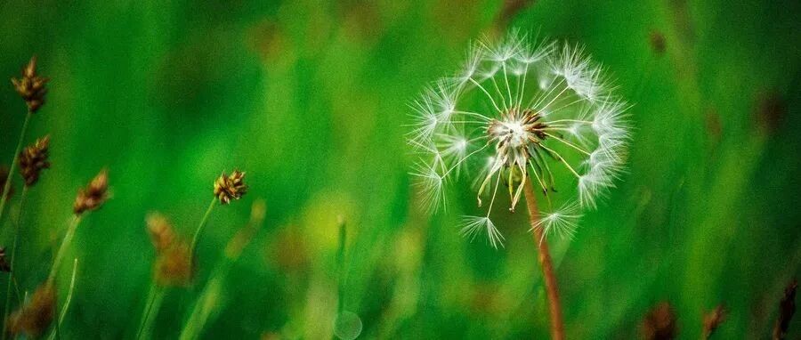 卵圆孔未闭与偏头痛、眩晕和前庭性偏头痛的关系，这篇文章讲得很清楚