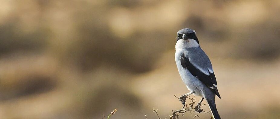 脑动脉供血区的彩色图谱来了，神经科医生得人手一份！