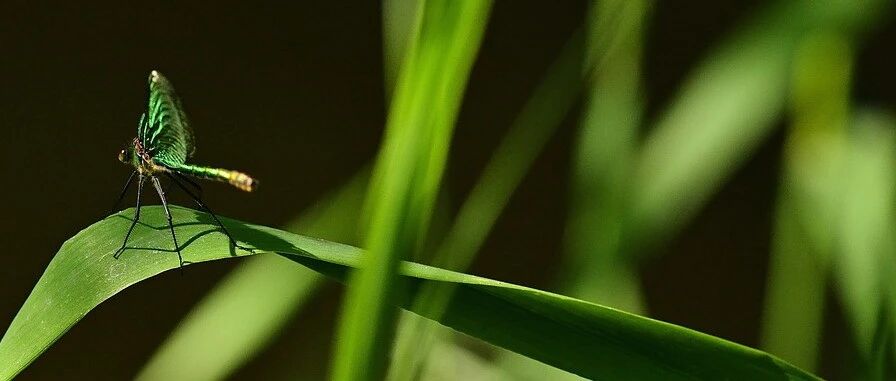 从基础到应用——MMSE、MoCA量表的使用，知多少？