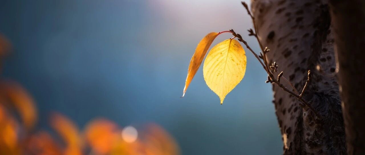 图文并茂：丘脑梗死的临床和影像学特征