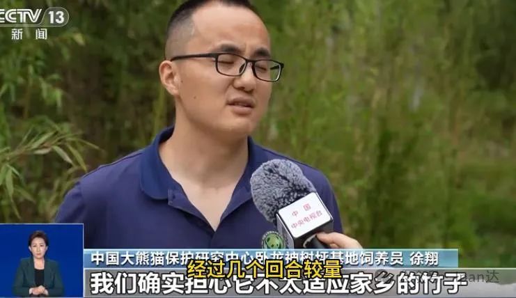 福宝连续来了好几个前滚翻