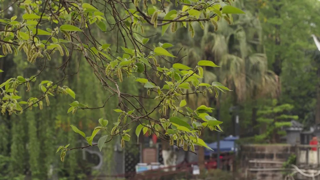 二球懸鈴木花序黑松花序近期成都市櫟屬植物,桑樹,石楠及柳樹花期即將