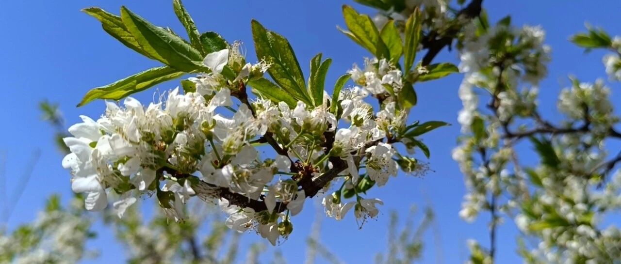 cover_image