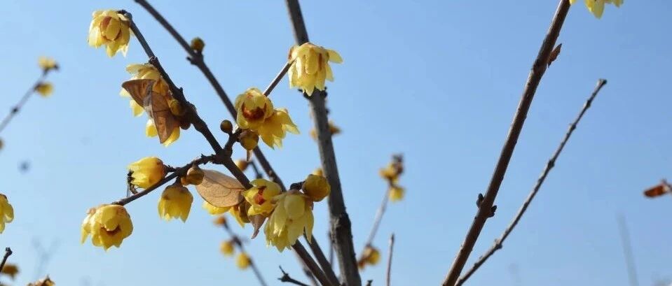 cover_image