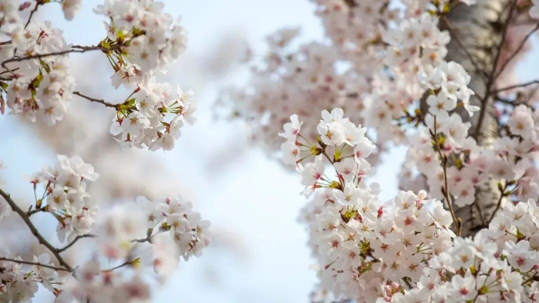 3月最佳旅行地 | 7元嗦粉、5元坐船、0元看花海，中国有的是好看又好吃的地方！