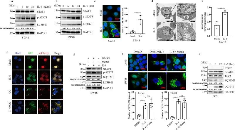 抑制劑以及stat3表達缺失細胞研究發現,il6誘導的細胞自噬並不依賴於