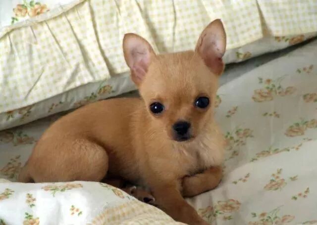 挑选一只健康的吉娃娃犬必须掌握哪些技巧 环球宠物那些事 微信公众号文章阅读 Wemp