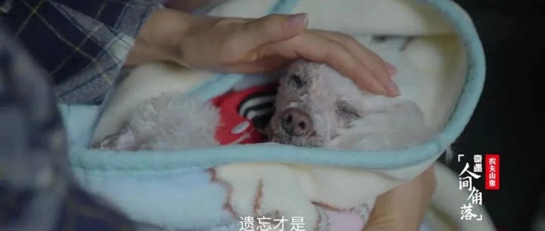 它们的最后一刻，我们的最后一课