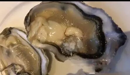 五星酒店吃生蚝内现红活虫餐厅可食海蚯蚓几百块一斤