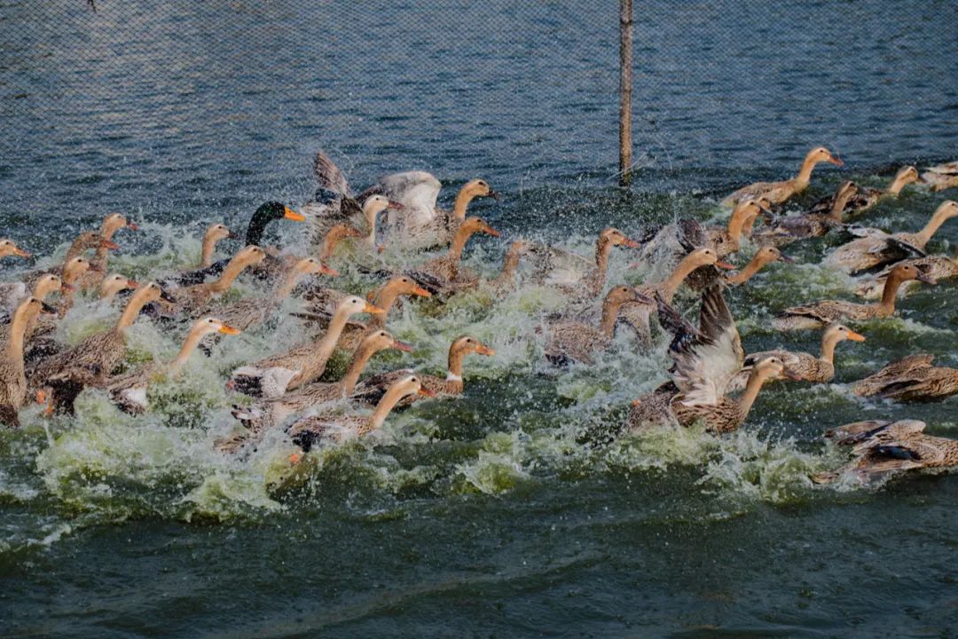溢出了是什么意思_太多了溢出来了太长了_溢出来会怀孕吗