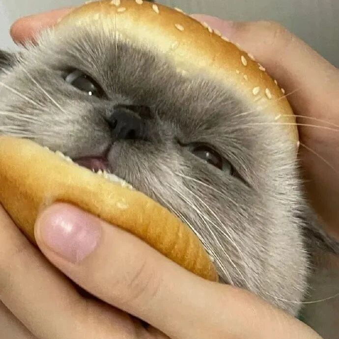 猫咪汉堡包，好想吃…