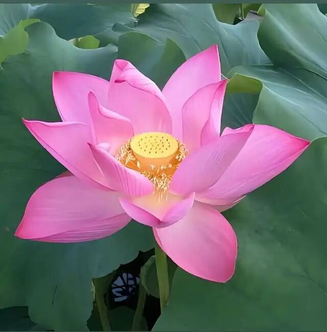 淡泊名利1027