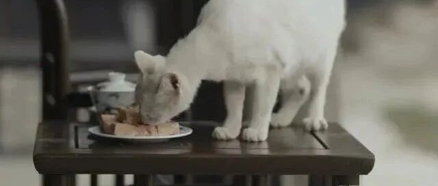 虐杀猫咪？剧组发文自证，网友却不买账...