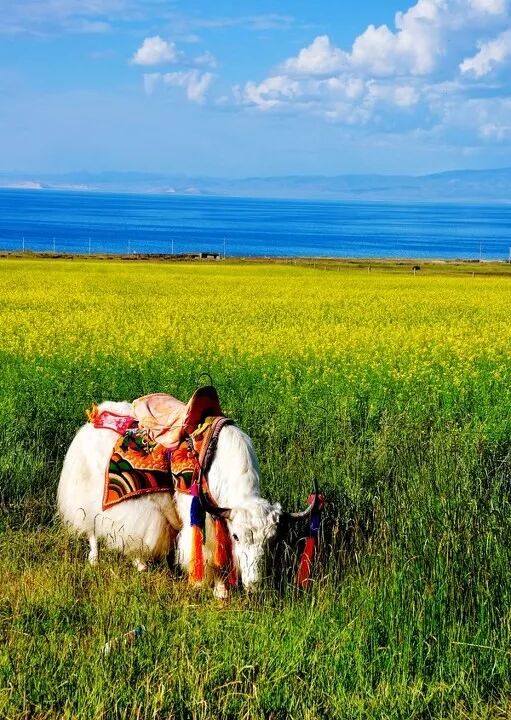 都贵玛草原母亲大爱无疆功勋