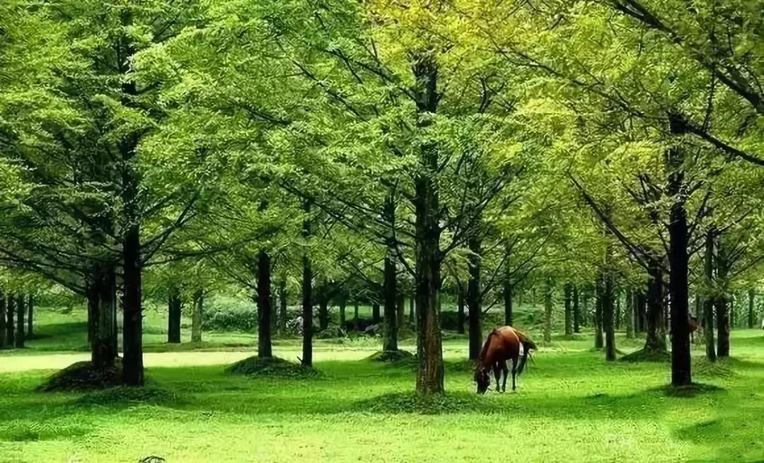 7月國內最涼爽的十個地方 旅遊 第18張