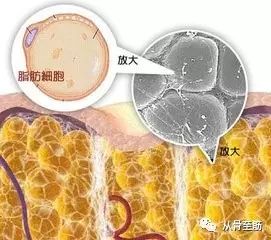 脂肪液化愈合顺序图片图片