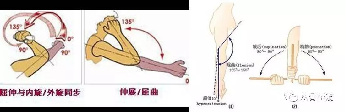 只有屈曲達120度以上才能順利完成梳頭,洗澡,接聽手機等動作,如果旋前