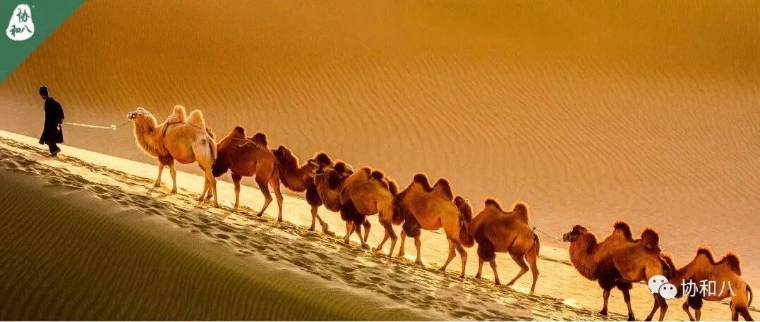 从「一带一路」到「白塞病」| 协和八