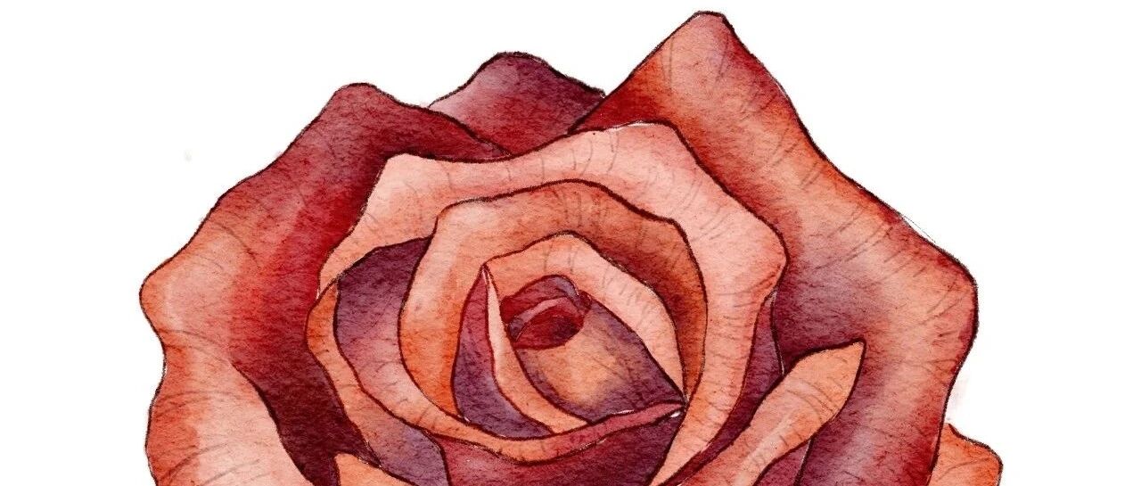 小小药物本领高，降压利尿水肿消 | 朝花夕拾·协和八