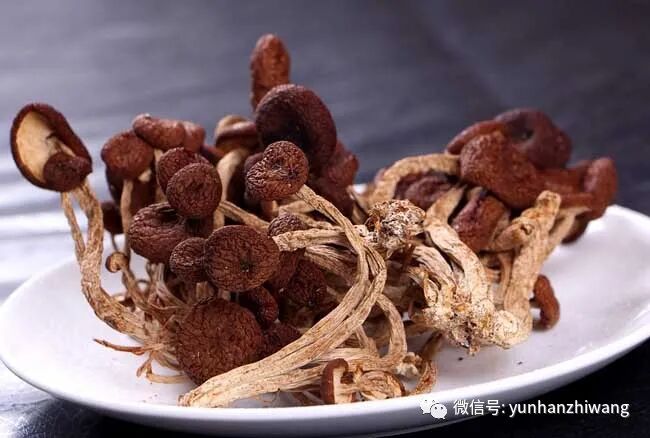 茶树菇的营养价值