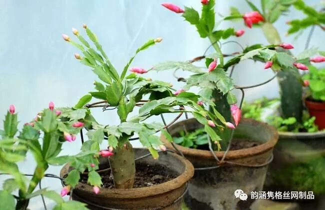 蟹爪兰是多肉植物吗 韵涵隽格丝网制品 微信公众号文章阅读 Wemp