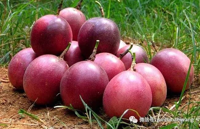 百香果一般是几月份成熟？