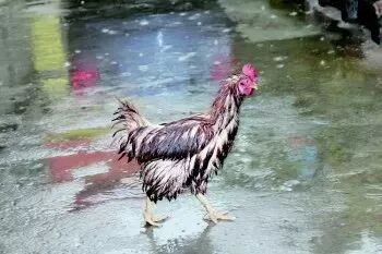 暴雨警报：明后天江苏迎来入梅后最强一轮暴雨