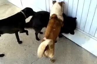 狗狗们最常见的十大心理 习性 维宠宠物导航网