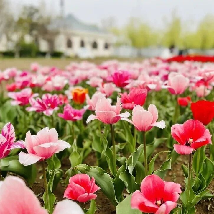 十年间，永定河畔打磨出靓丽的“生态珍珠”