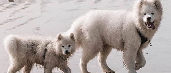 千万不能让萨摩带娃，真的大型灾难现场了！