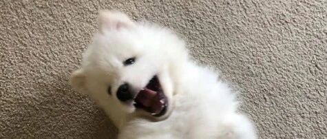 有的萨摩表面上是个乖宝宝，其实背地里……野着呢！